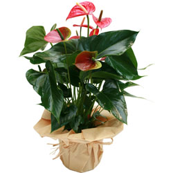 livraison de fleurs en provence alpes cote d'azur,Fleurs paca, : ANTHURIUM