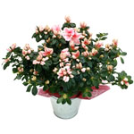 Fleurs Flowers : AZALEE