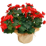 Acheter des fleurs : BEGONIA