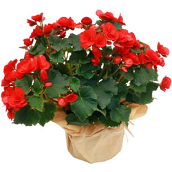 Fleurs Flowers : BEGONIA