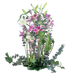 Livraison Fleurs : BLUEBELL