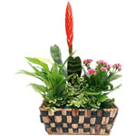 Acheter des fleurs : BROMELIA