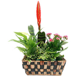 Fleurs Flowers : BROMELIA