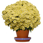 Bienvenue sur Top achat fleurs ! : CHRYSANTHEME