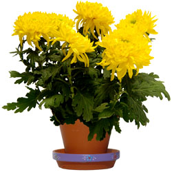 Bienvenue sur Top achat fleurs ! : CHRYSANTHEME