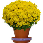 Bienvenue sur Top achat fleurs ! : CHRYSANTHEME