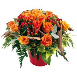 FLORALYES : CORAIL