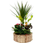Acheter des fleurs : COUPE DE DRACENA