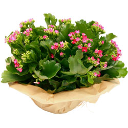 Boutique Fleurs du Salon du Mariage : COUPE KALENKOE