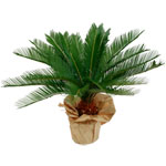 livraison de fleurs en provence alpes cote d'azur,Fleurs paca, : CYCAS