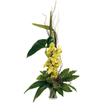 Bienvenue sur fleurs express ! : CYMBIDIUM