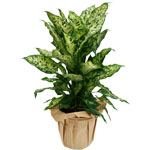 Floraly : DIEFFENBACCHIA