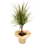 livraison de fleurs en provence alpes cote d'azur,Fleurs paca, : DRACENA TWISTER