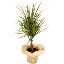 Offrer des fleurs avec l'Association de la jeunesse de Cabri�res d'Aigues : DRACENA TWISTER