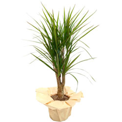 livraison de fleurs en provence alpes cote d'azur,Fleurs paca, : DRACENA