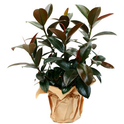 Floraly : FICUS ELASTICA ROUGE