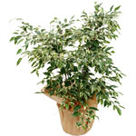 livraison de fleurs en provence alpes cote d'azur,Fleurs paca, : FICUS PANACHE