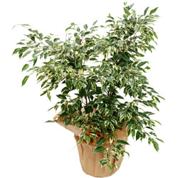 Bienvenue sur Top achat fleurs ! : FICUS PANACHE