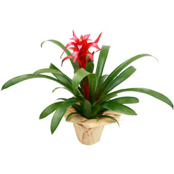 Bienvenue sur Materneo fleurs ! : GUZMANIA