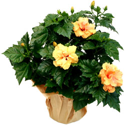Bienvenue sur Materneo fleurs ! : HIBISCUS