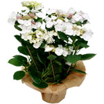 Acheter des fleurs : HORTENSIA HYDRANGEA