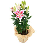 Acheter des fleurs : LILIUM STARGAZER