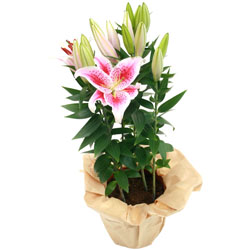 Bienvenue sur Materneo fleurs ! : LILIUM STARGAZER