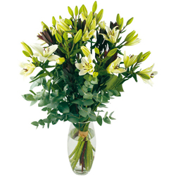 Bienvenue sur Top achat fleurs ! : LYS BLANC