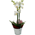 Bouquet de fleurs livr� en 4 heures : ORCHIDEE BLANCHE