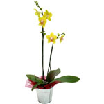 Bouquet de fleurs livr� en 4 heures : ORCHIDEE JAUNE