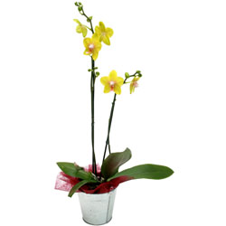 Fleurs Flowers : ORCHIDEE JAUNE