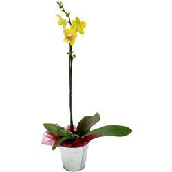 Floraly : ORCHIDEE JAUNE