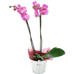 livraison de fleurs en provence alpes cote d'azur,Fleurs paca, : ORCHIDEE PARME