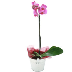 Bienvenue sur Materneo fleurs ! : ORCHIDEE PARME