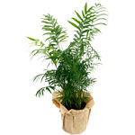 livraison de fleurs en provence alpes cote d'azur,Fleurs paca, : PALMIER ARECA