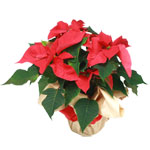 Bouquet de fleurs livr� en 4 heures : POINSETTIA