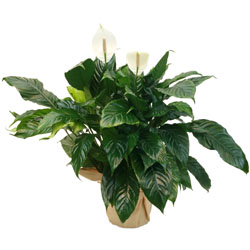 livraison de fleurs en provence alpes cote d'azur,Fleurs paca, : SPATHIPHYLLUM