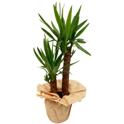 Bienvenue sur Top achat fleurs ! : YUCCA 2 PIEDS